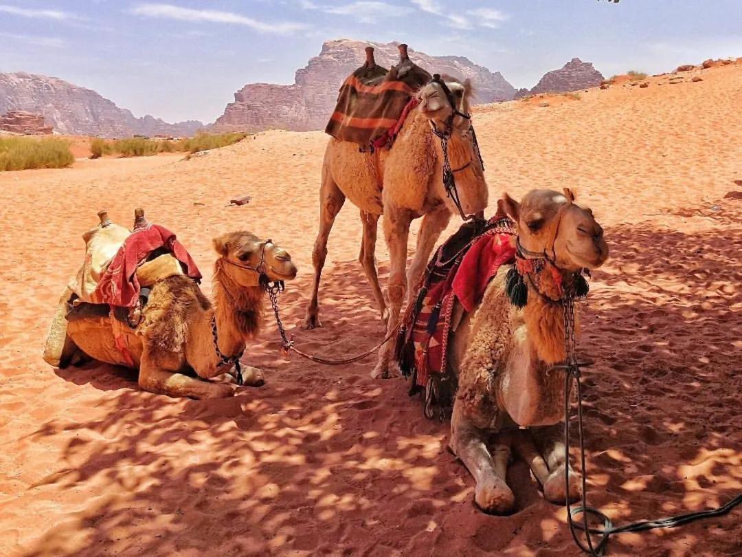 Bedouin Memories Camp Wadi Rum Exterior foto